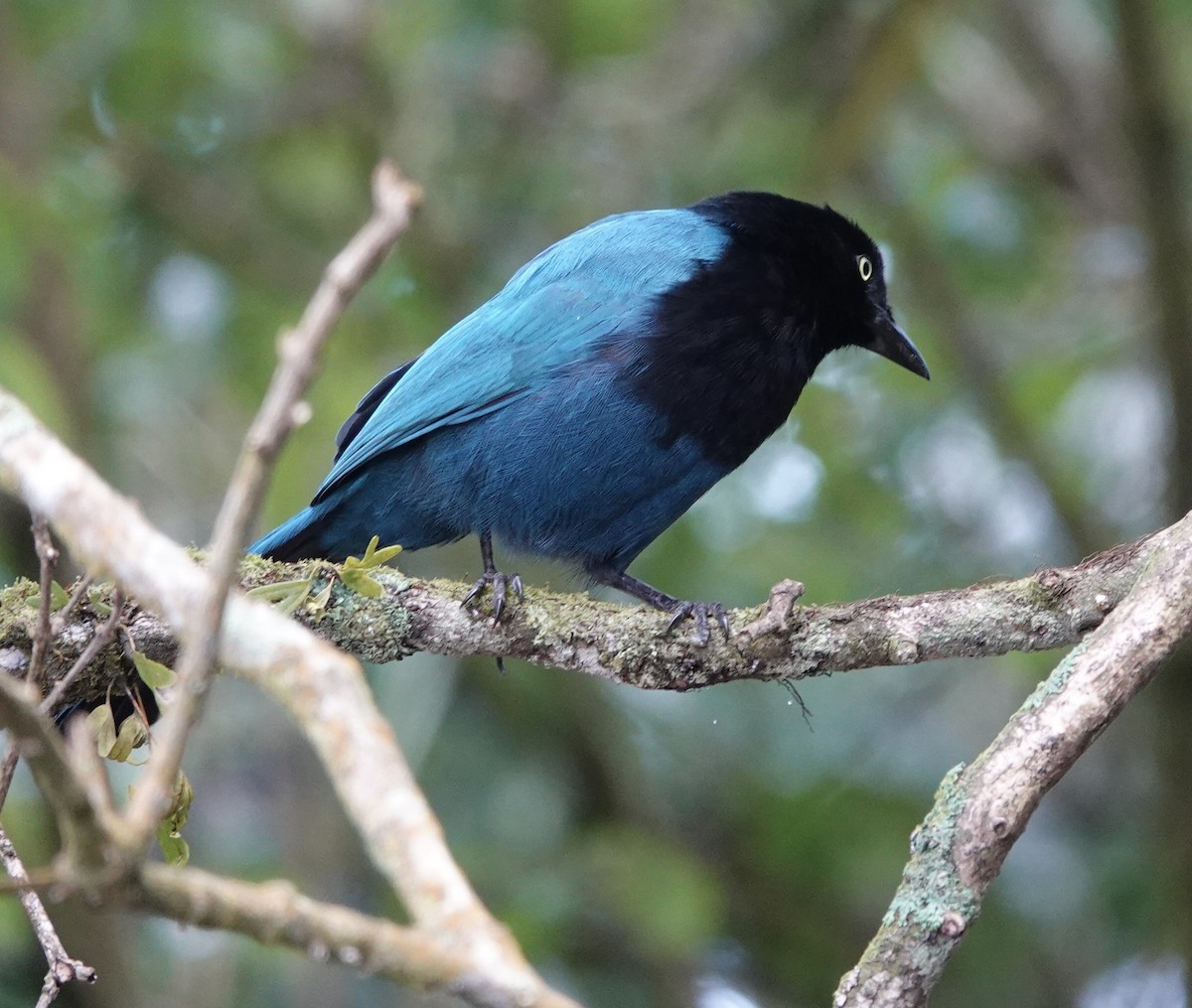 Пая кучерява - ML646612315