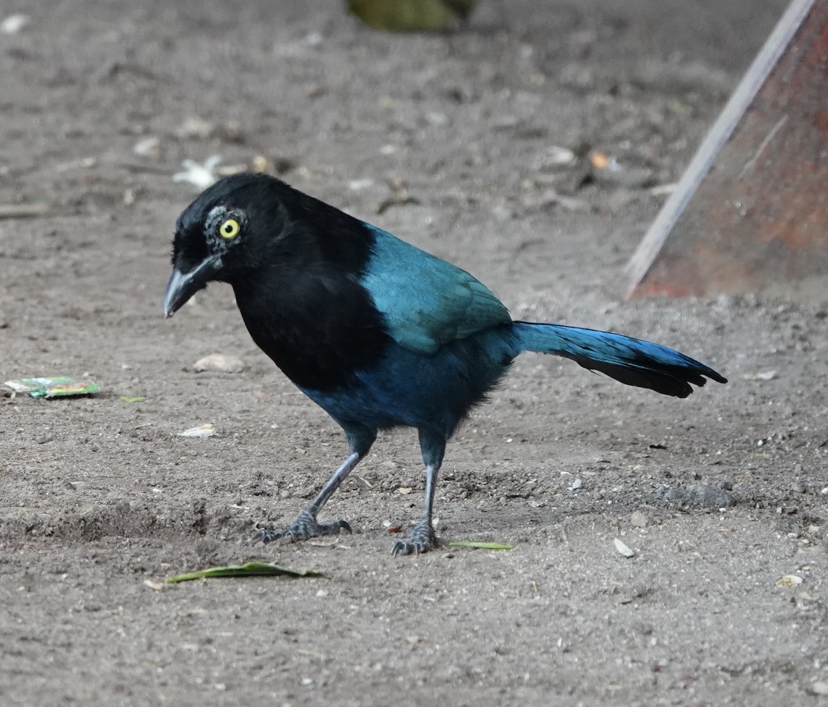 Пая кучерява - ML646612316