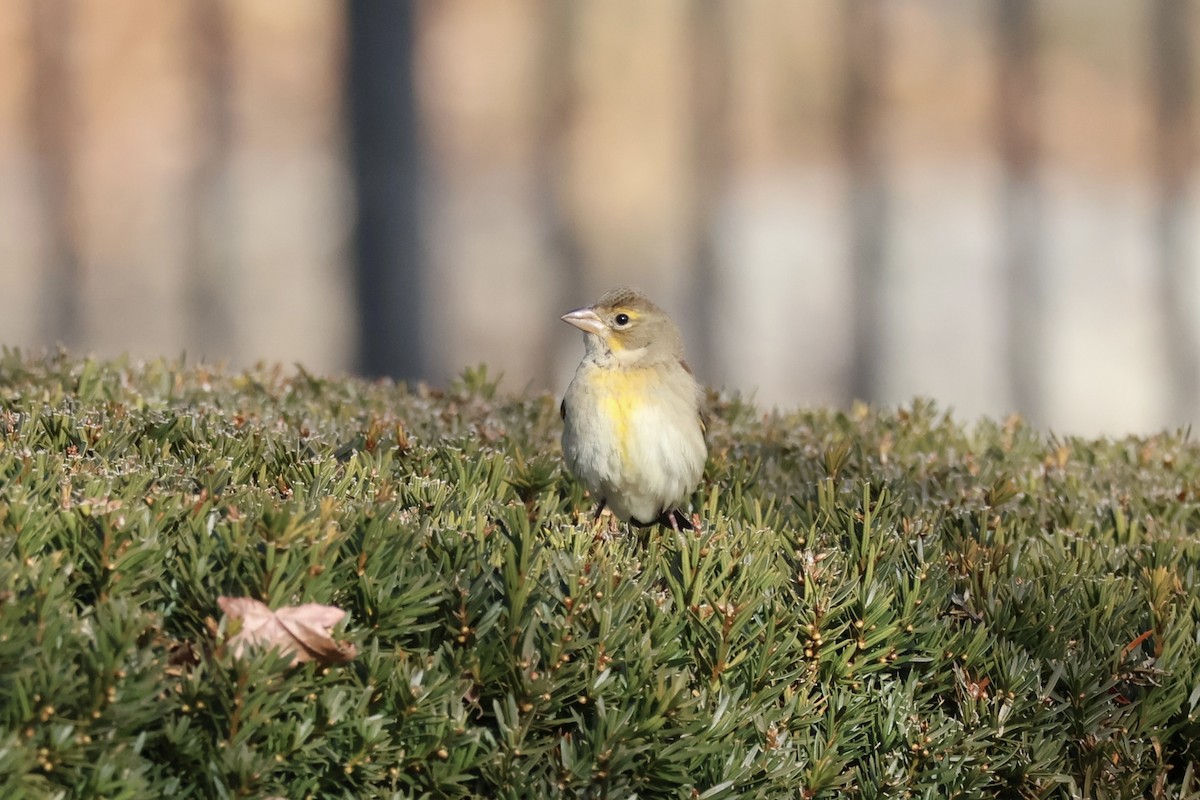 Dickcissel - ML646612318