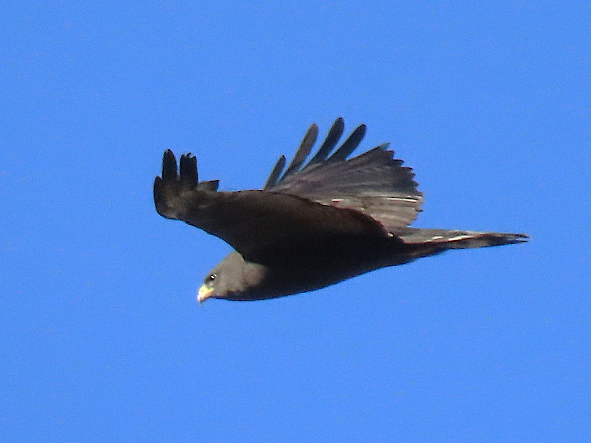 Zone-tailed Hawk - ML646612320