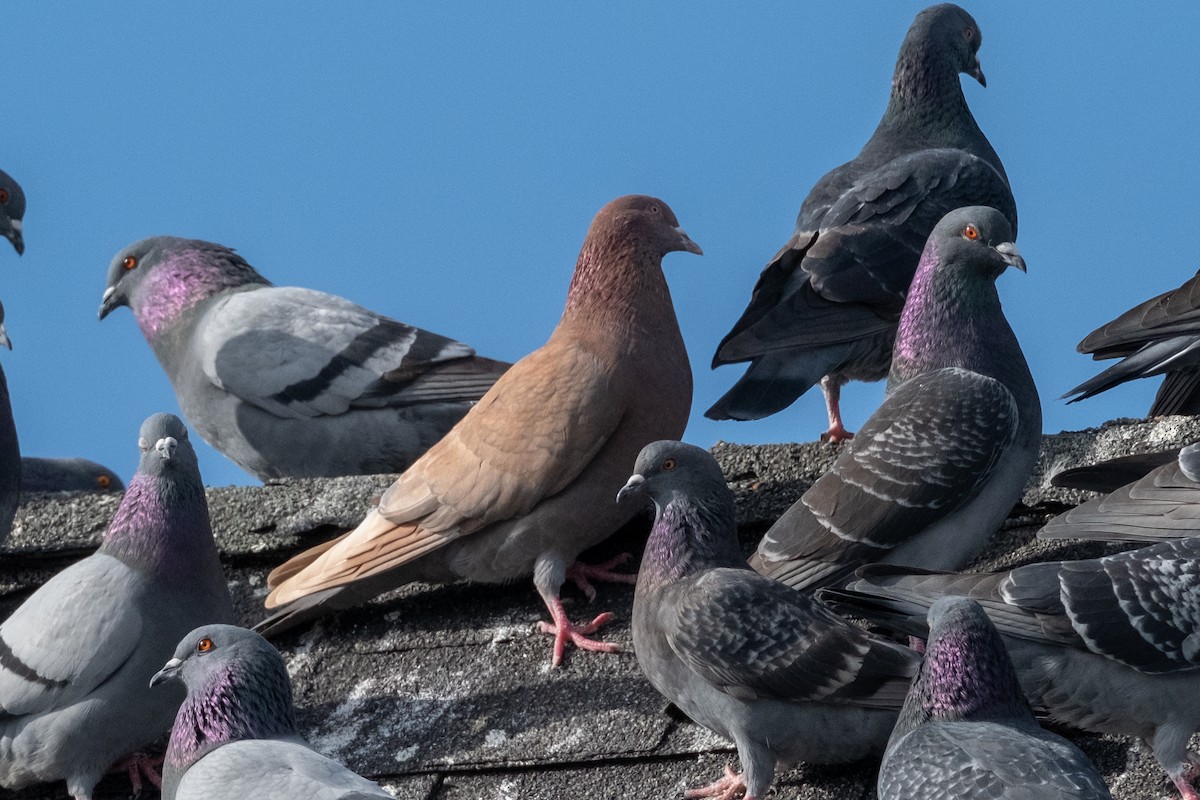 Rock Pigeon (Feral Pigeon) - ML646612321