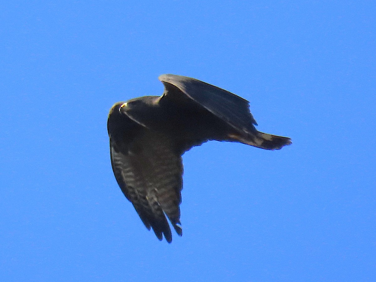 Zone-tailed Hawk - ML646612323