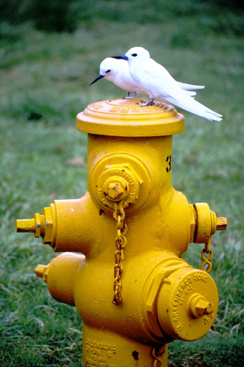 nody indopacifický - ML646612325