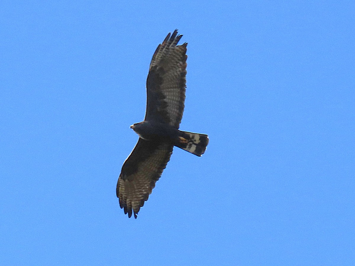 Zone-tailed Hawk - ML646612326