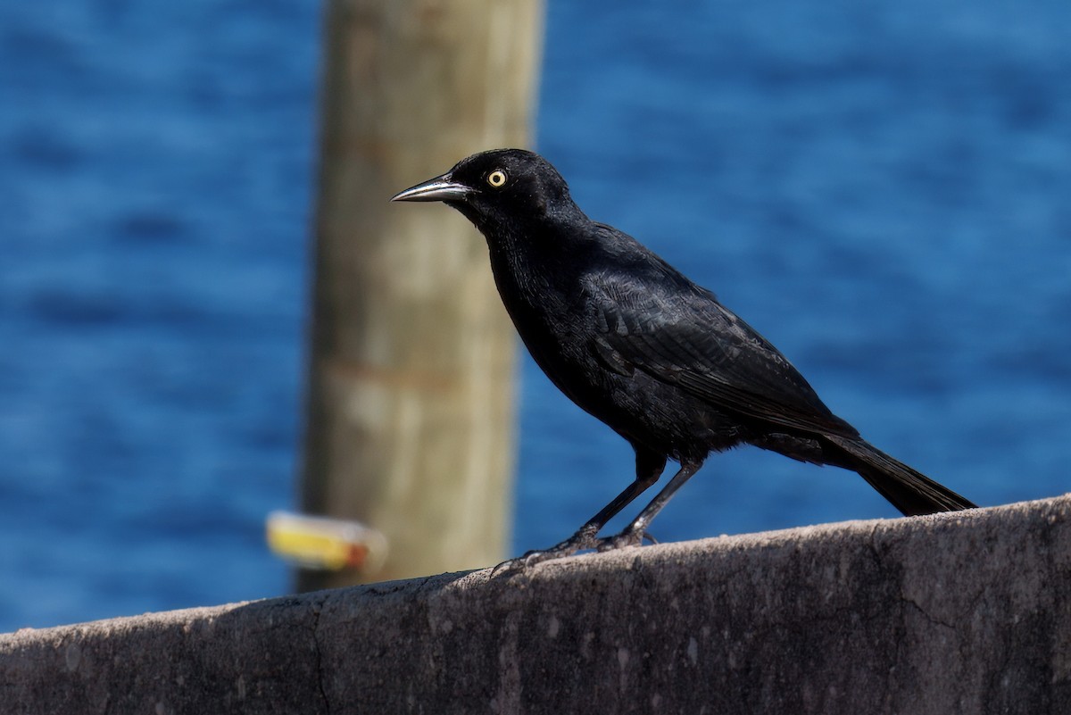 Greater Antillean Grackle - ML646612327