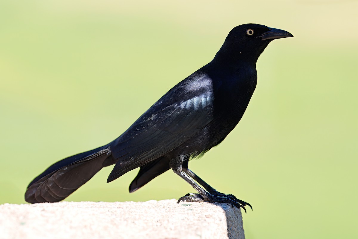 Greater Antillean Grackle - ML646612329