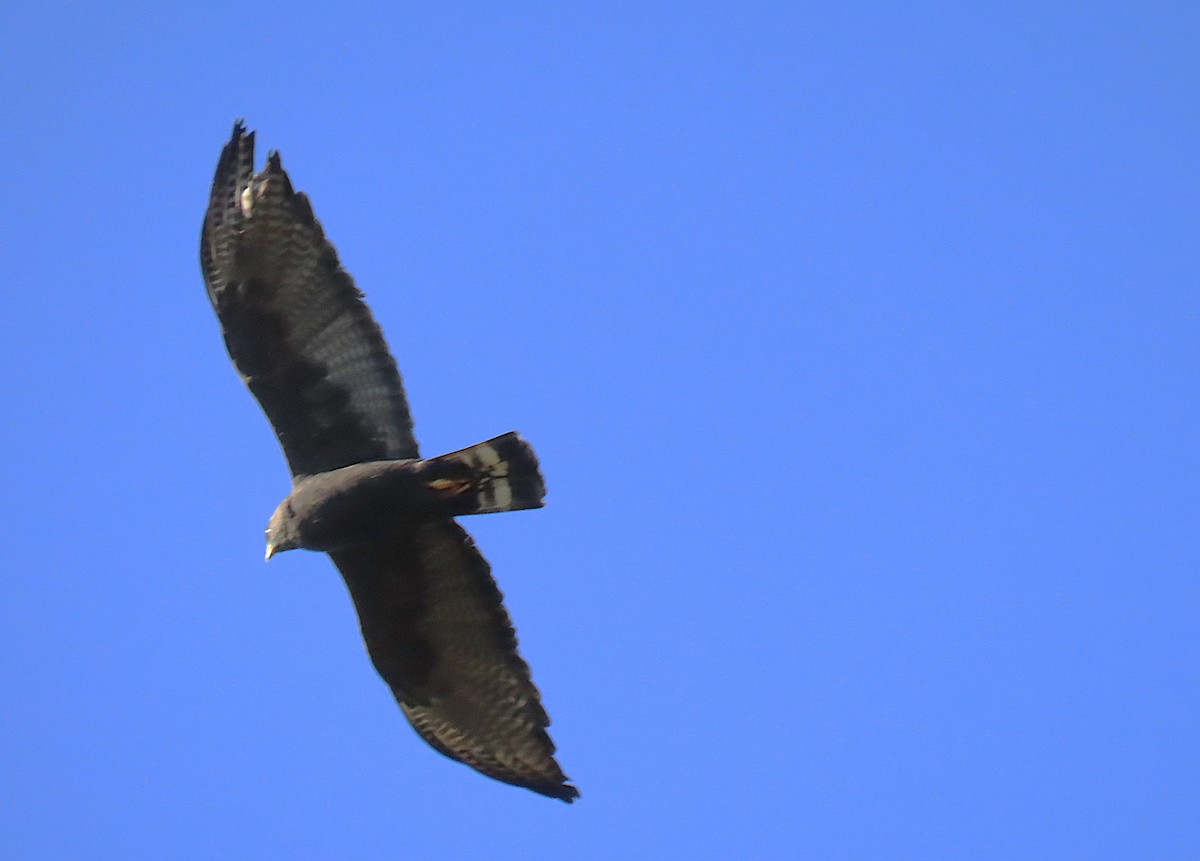 Zone-tailed Hawk - ML646612330