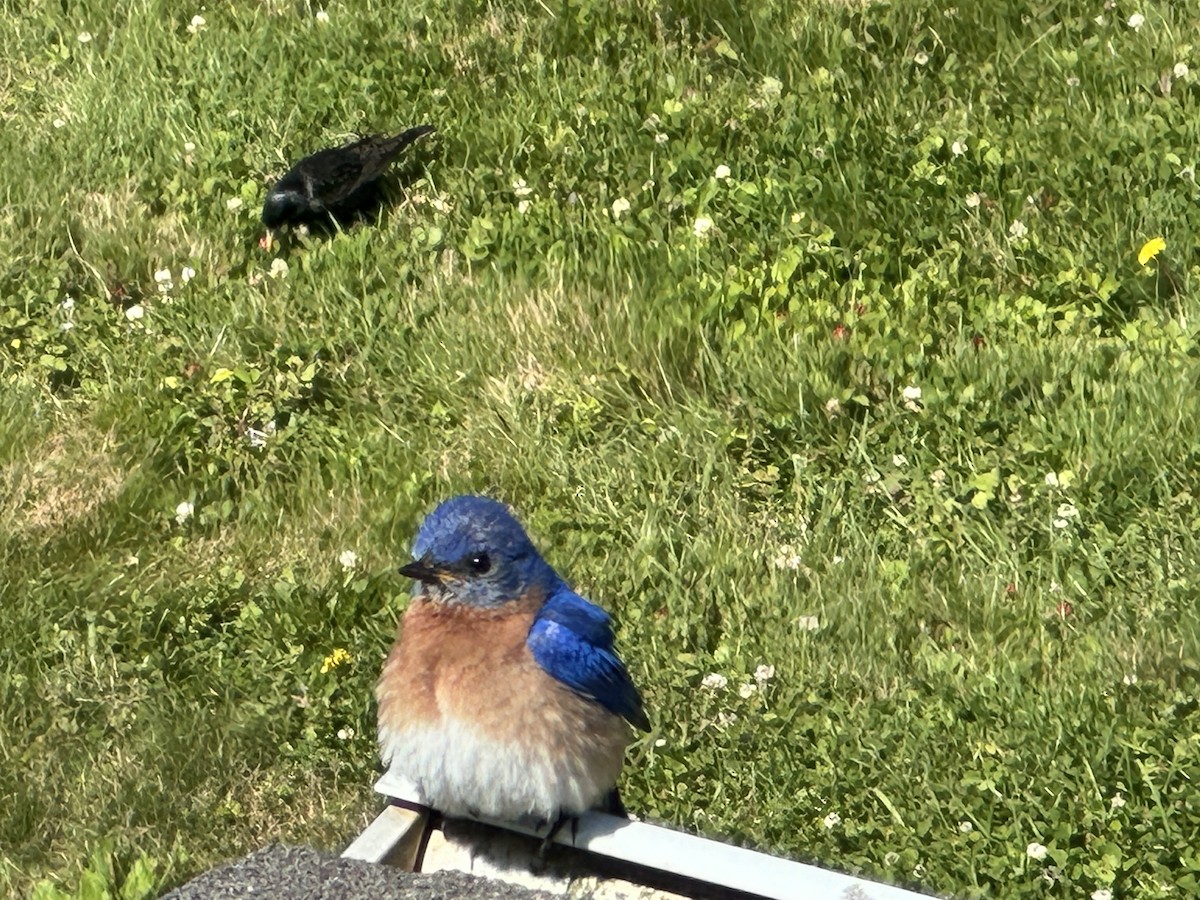 Блакитник східний - ML646612331