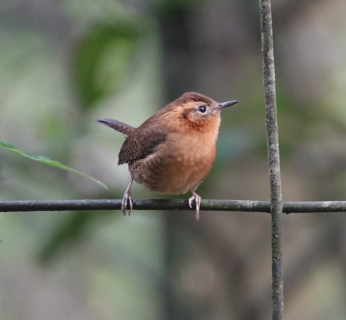 Волоочко рудоброве - ML646612332
