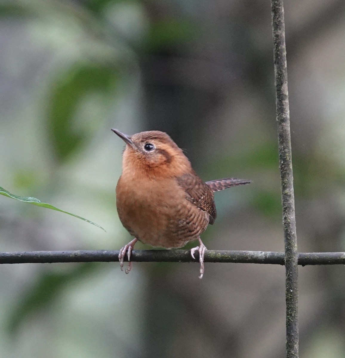 Волоочко рудоброве - ML646612333