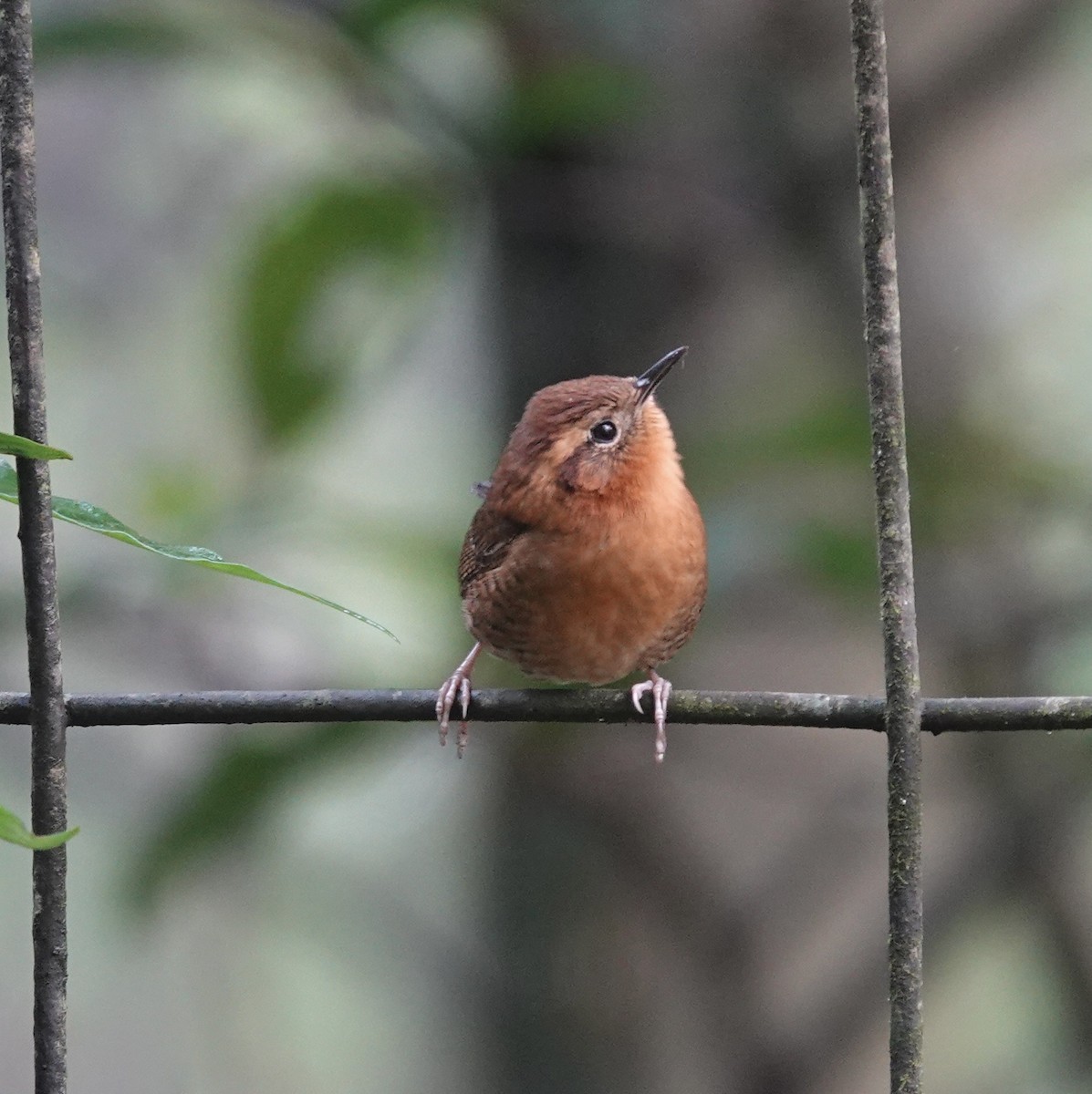 Волоочко рудоброве - ML646612334