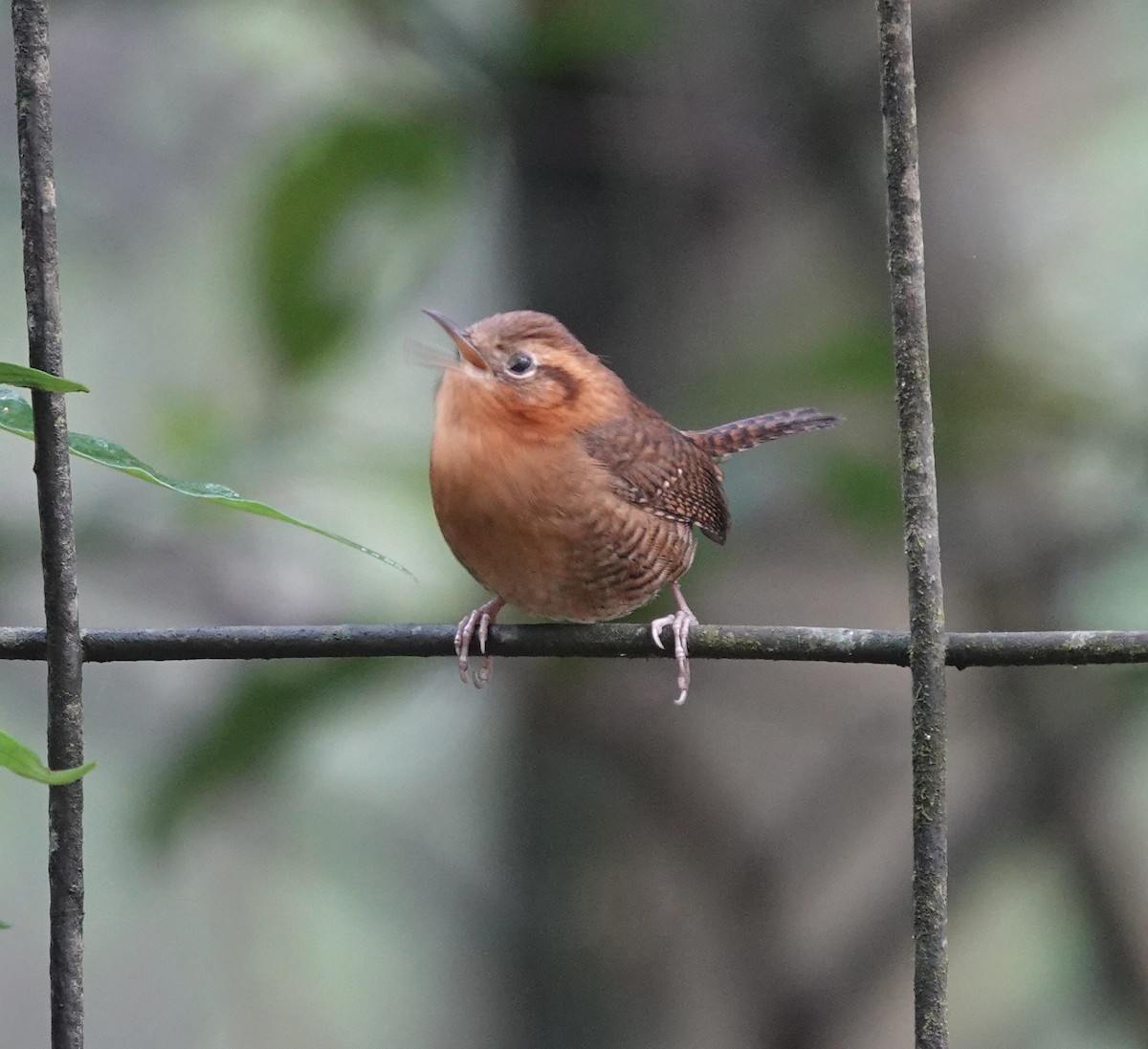 Волоочко рудоброве - ML646612335