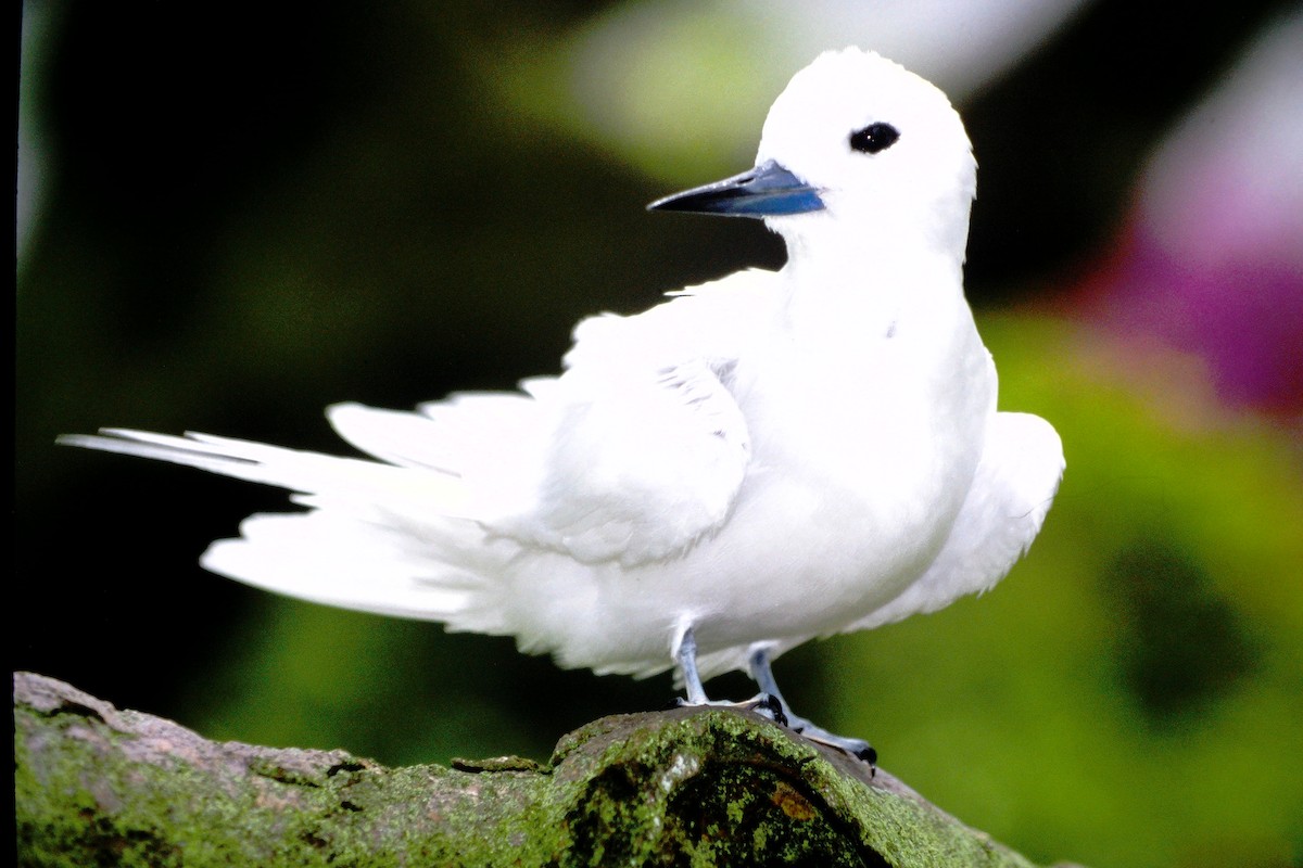 nody indopacifický - ML646612336