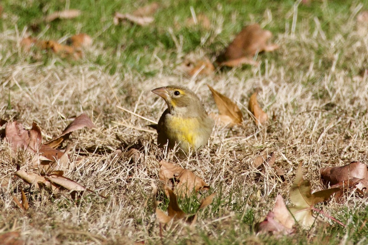 Dickcissel - ML646612338