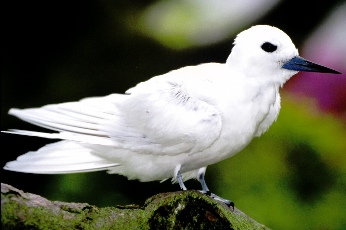 nody indopacifický - ML646612340