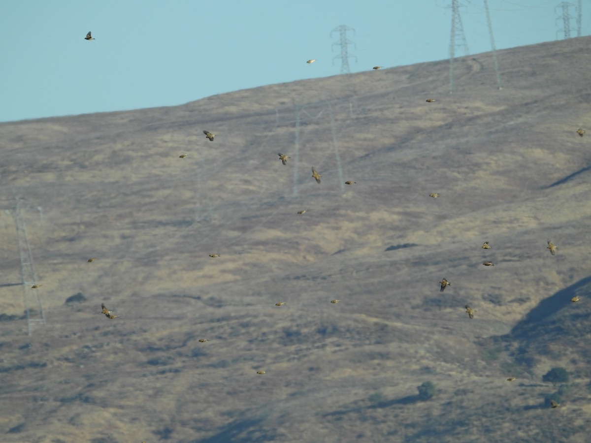 Altın İskete - ML646612341