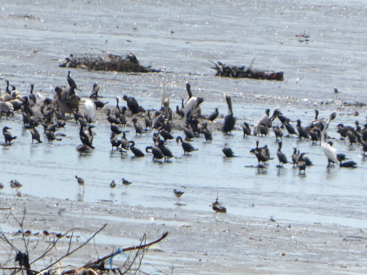 Neotropic Cormorant - ML646612342