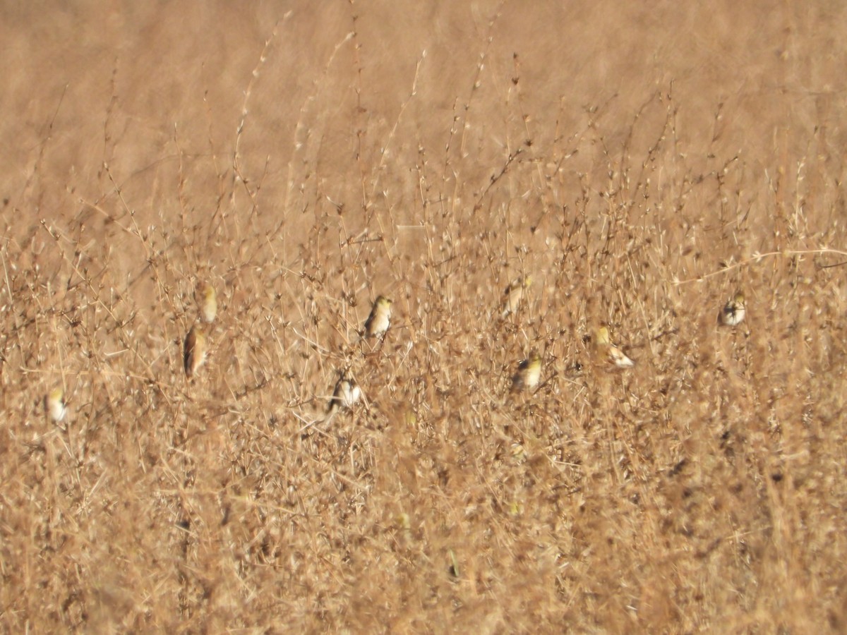 Altın İskete - ML646612343