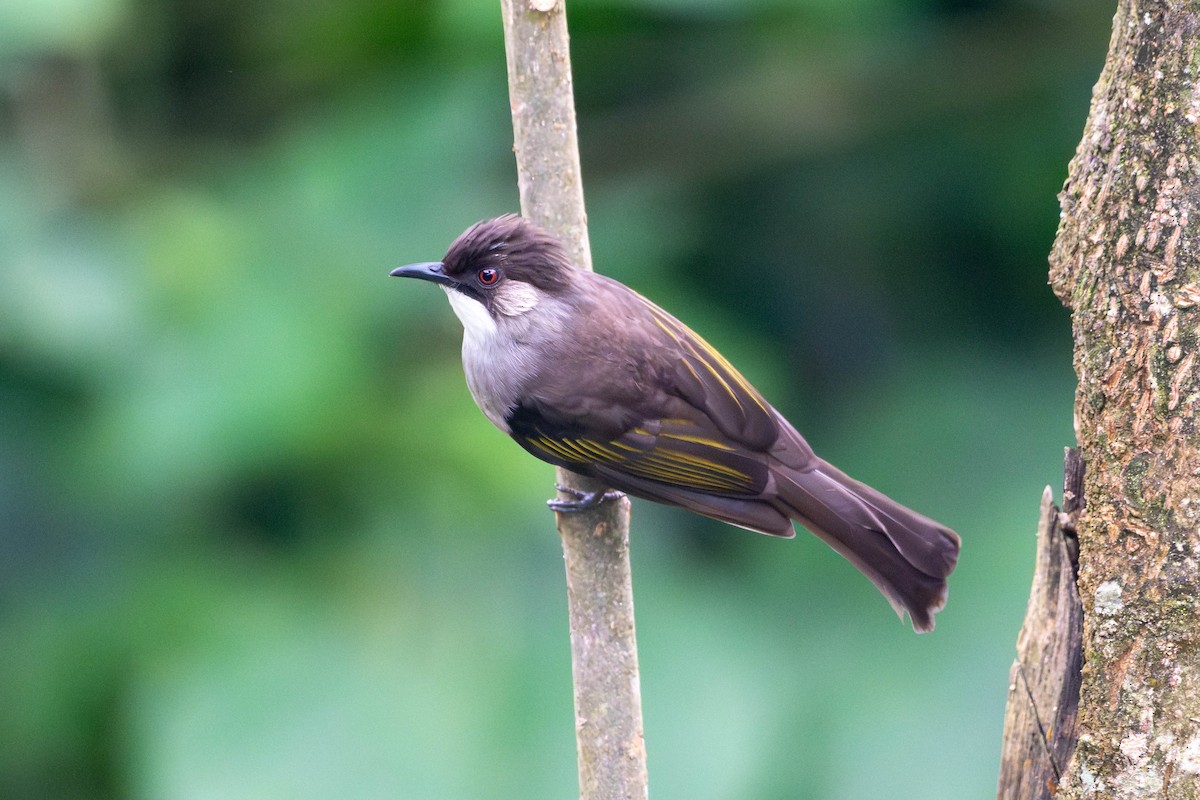 Ashy Bulbul - ML646612344