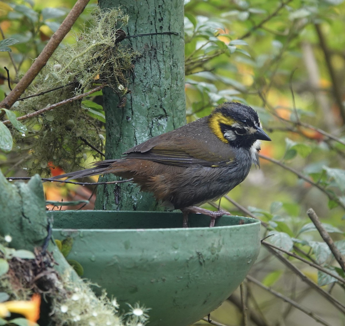 Gray-crowned Ground-Sparrow - ML646612345