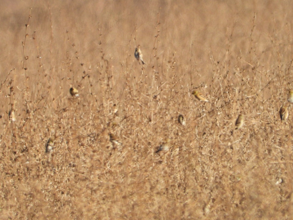 Altın İskete - ML646612348