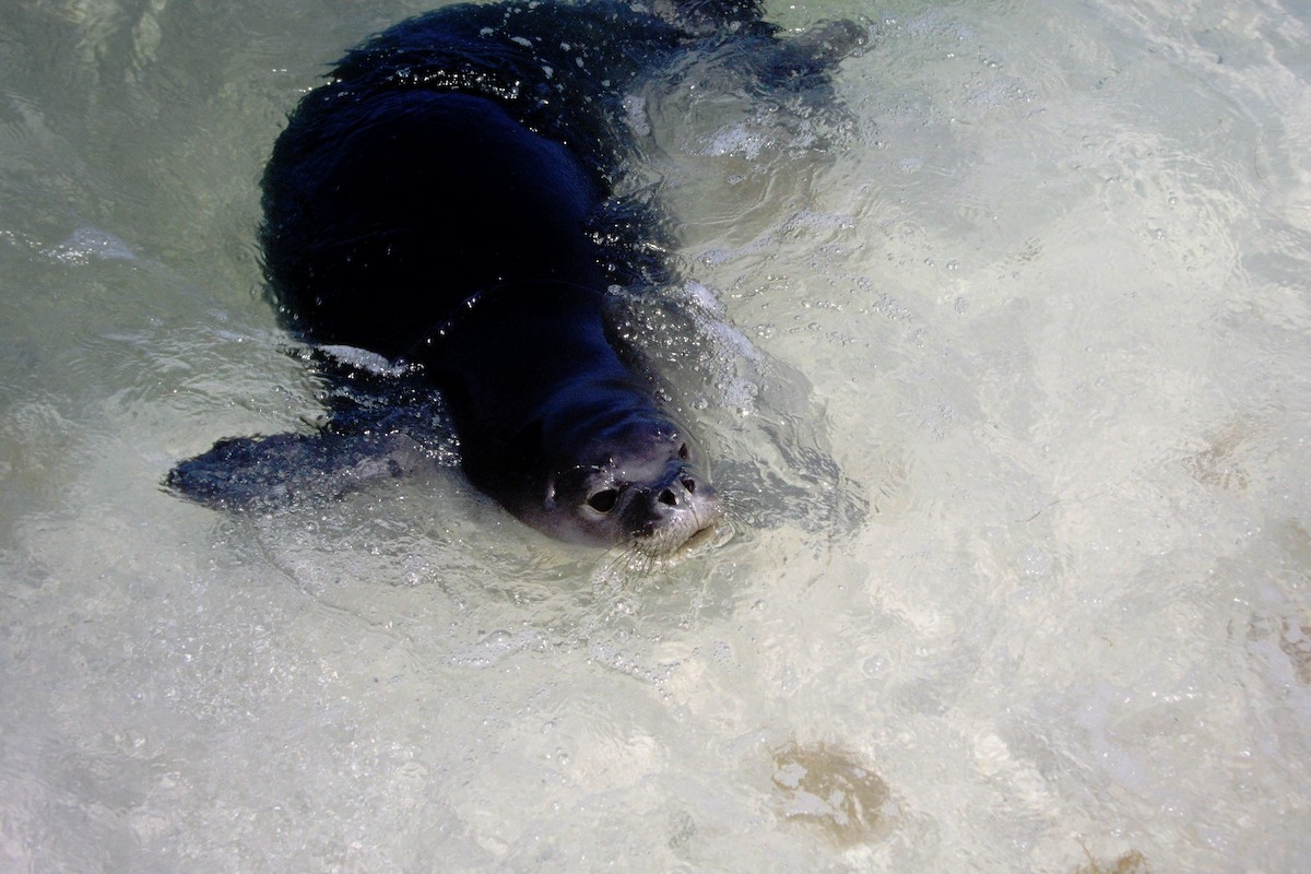 Animals - ML646612350