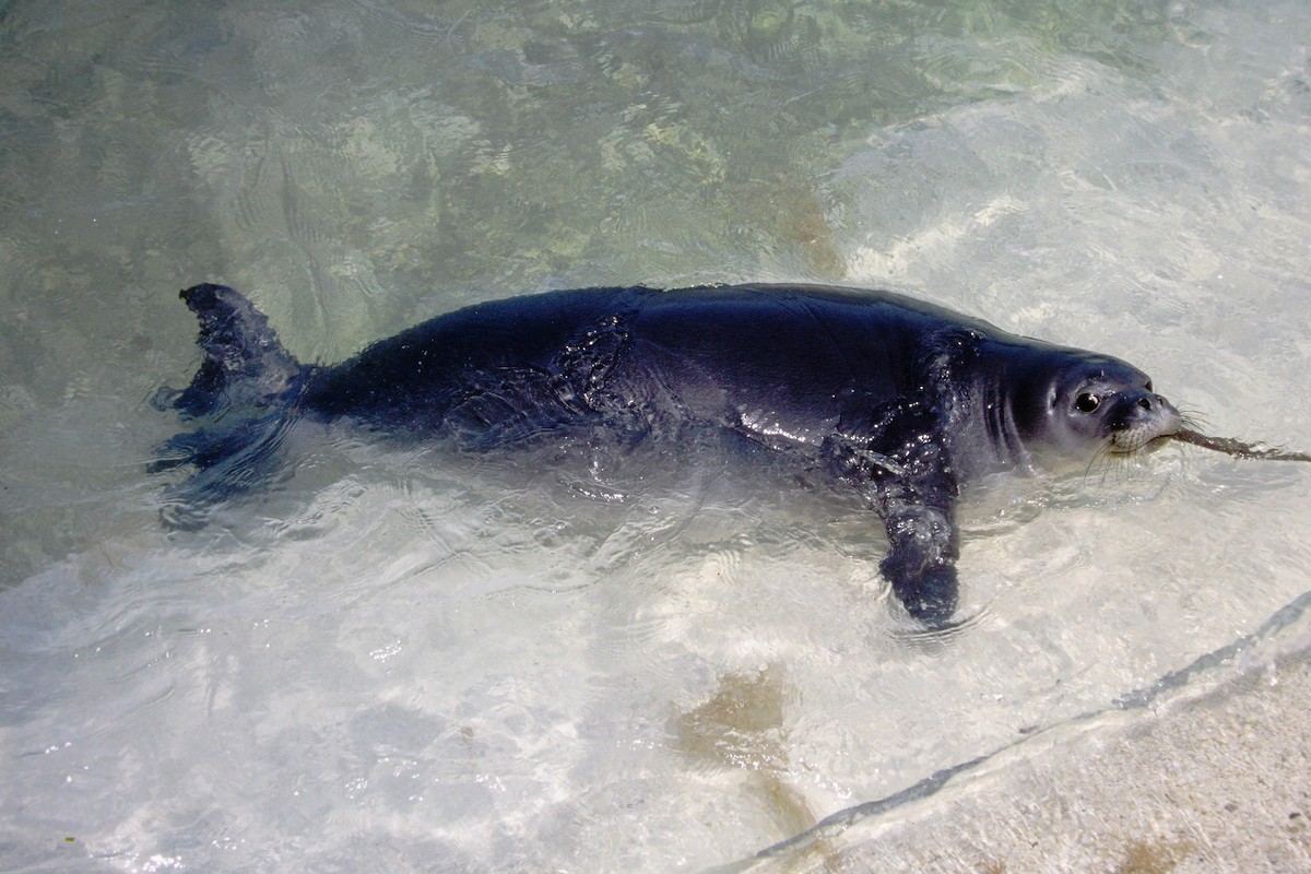 Animals - ML646612351