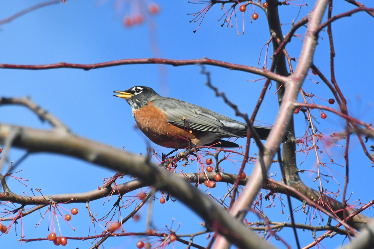 Дрізд мандрівний - ML646612352