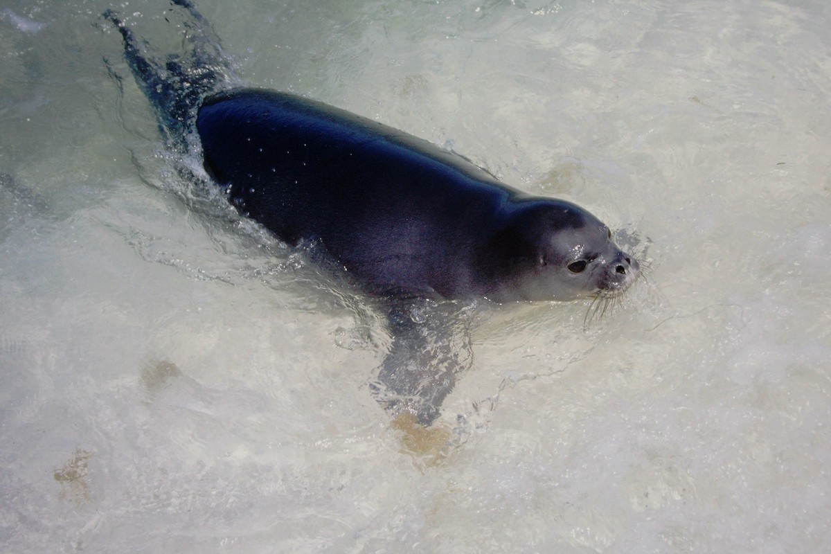 Animals - ML646612353