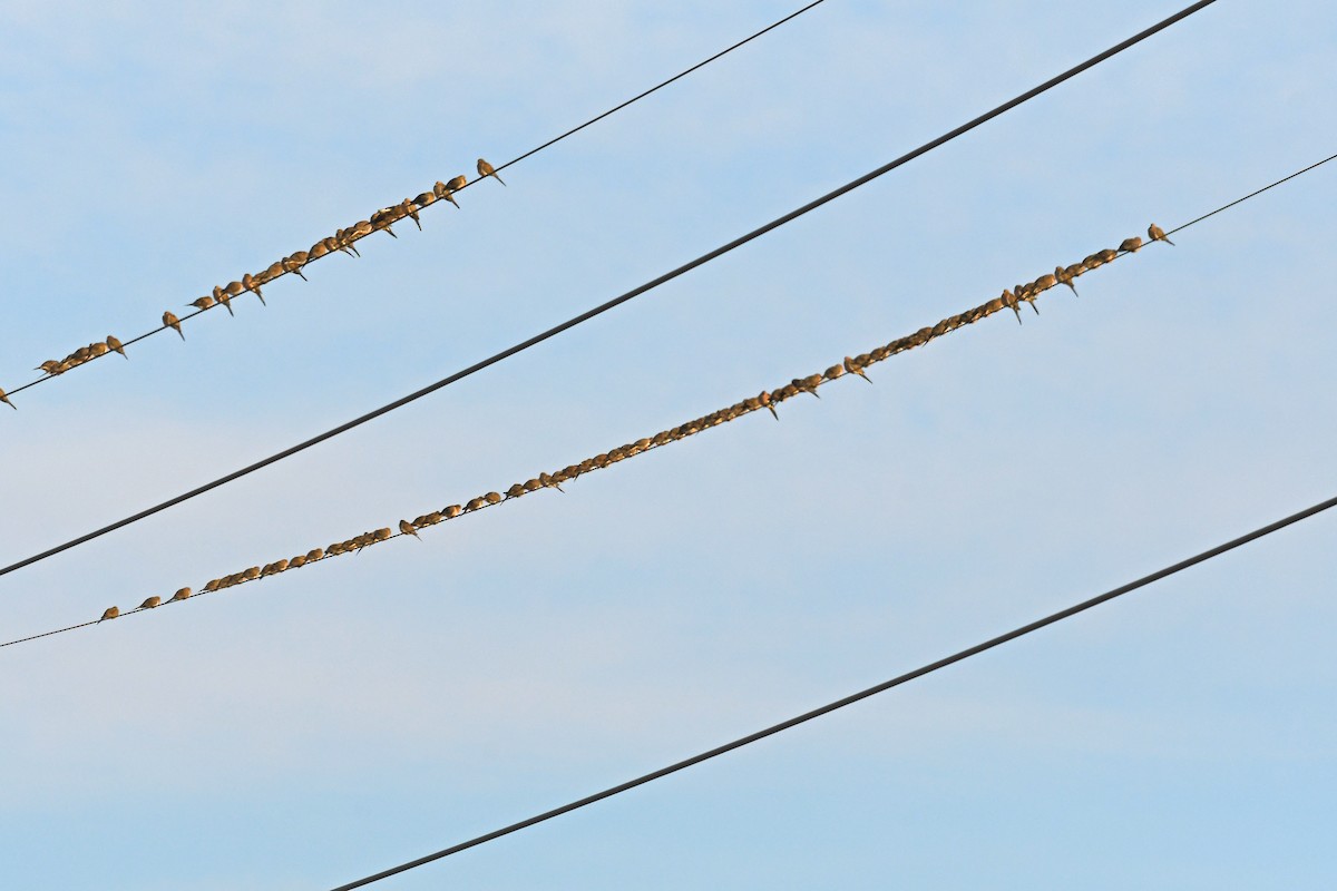 hrdlička karolínská - ML646612354