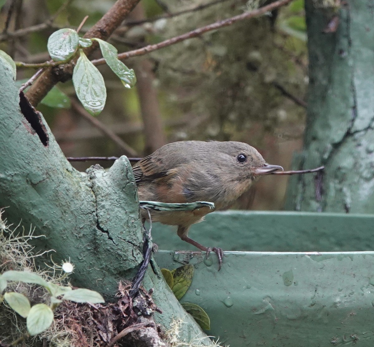 Квіткокол садовий - ML646612355