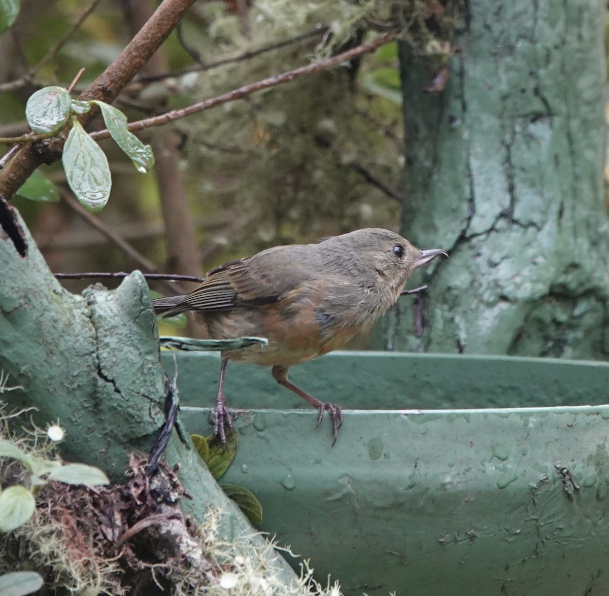 Квіткокол садовий - ML646612356
