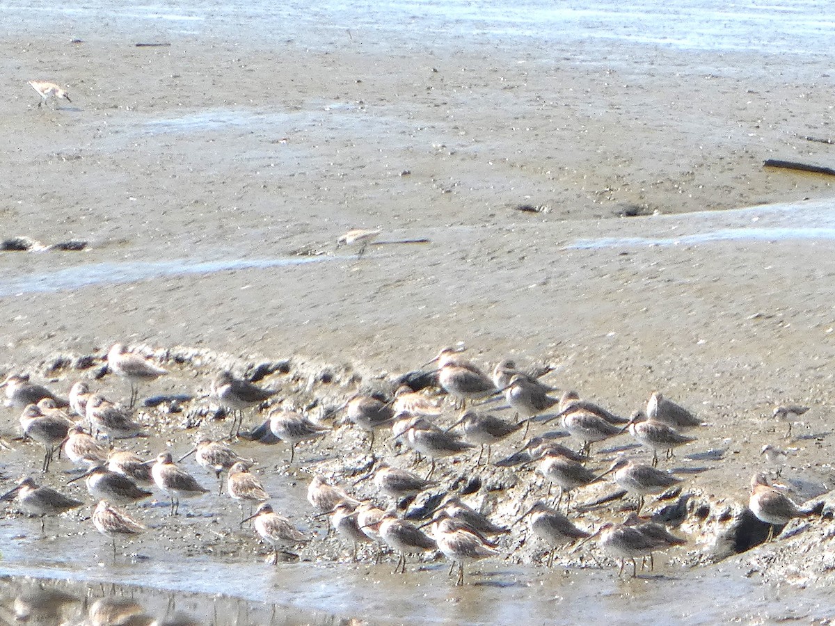 短嘴半蹼鷸 - ML646612357