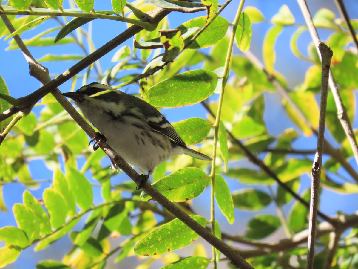 Black-throated Gray Warbler - ML646612360