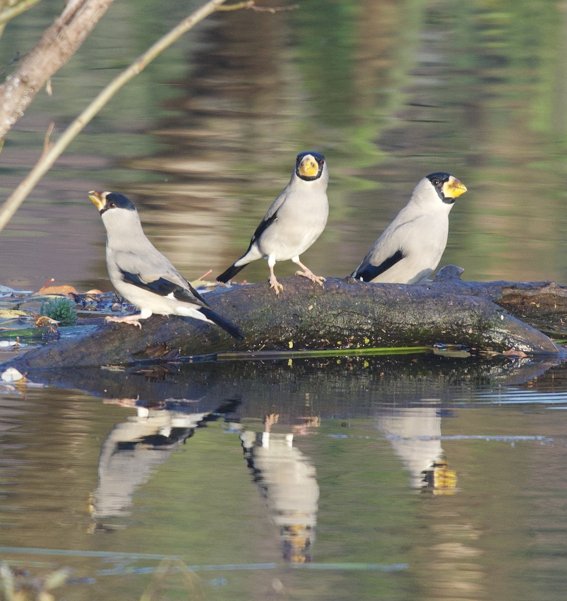 Japanese Grosbeak - ML646612361