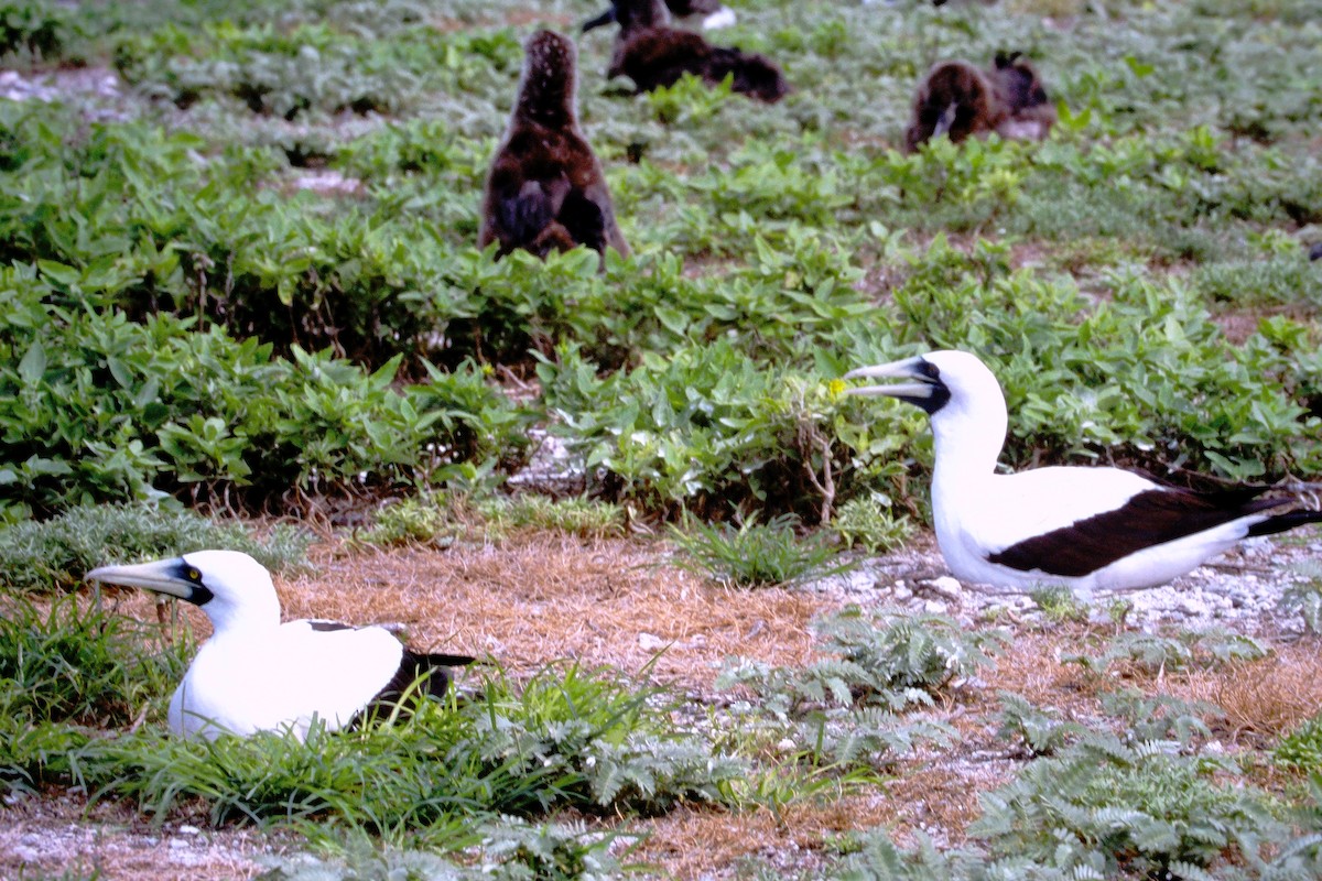 terej maskový - ML646612362