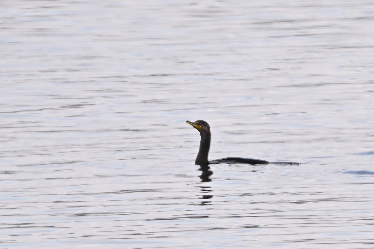 Ohrenscharbe - ML646612365