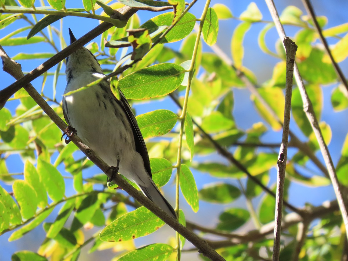 Black-throated Gray Warbler - ML646612367