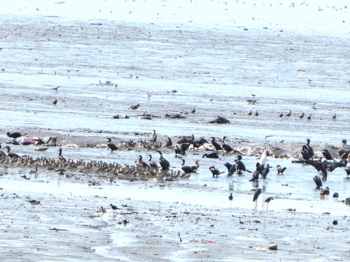 Western Sandpiper - ML646612368
