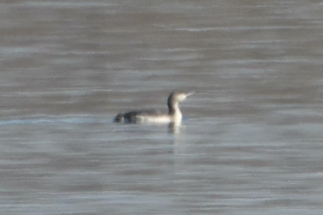 Red-throated Loon - ML646612373