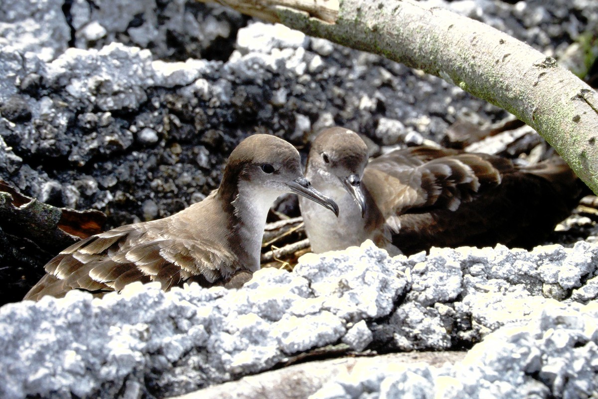 buřňák klínoocasý - ML646612374