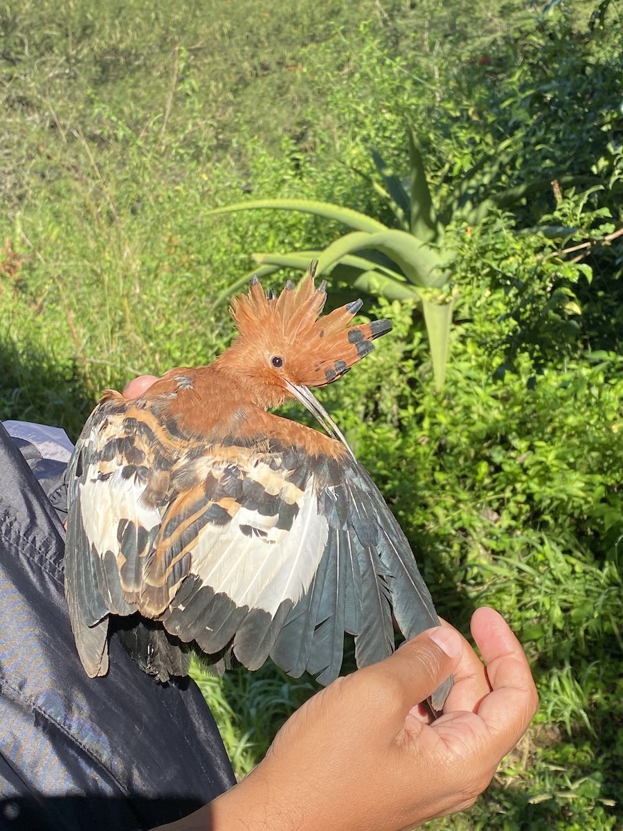 Common Hoopoe - ML646612377