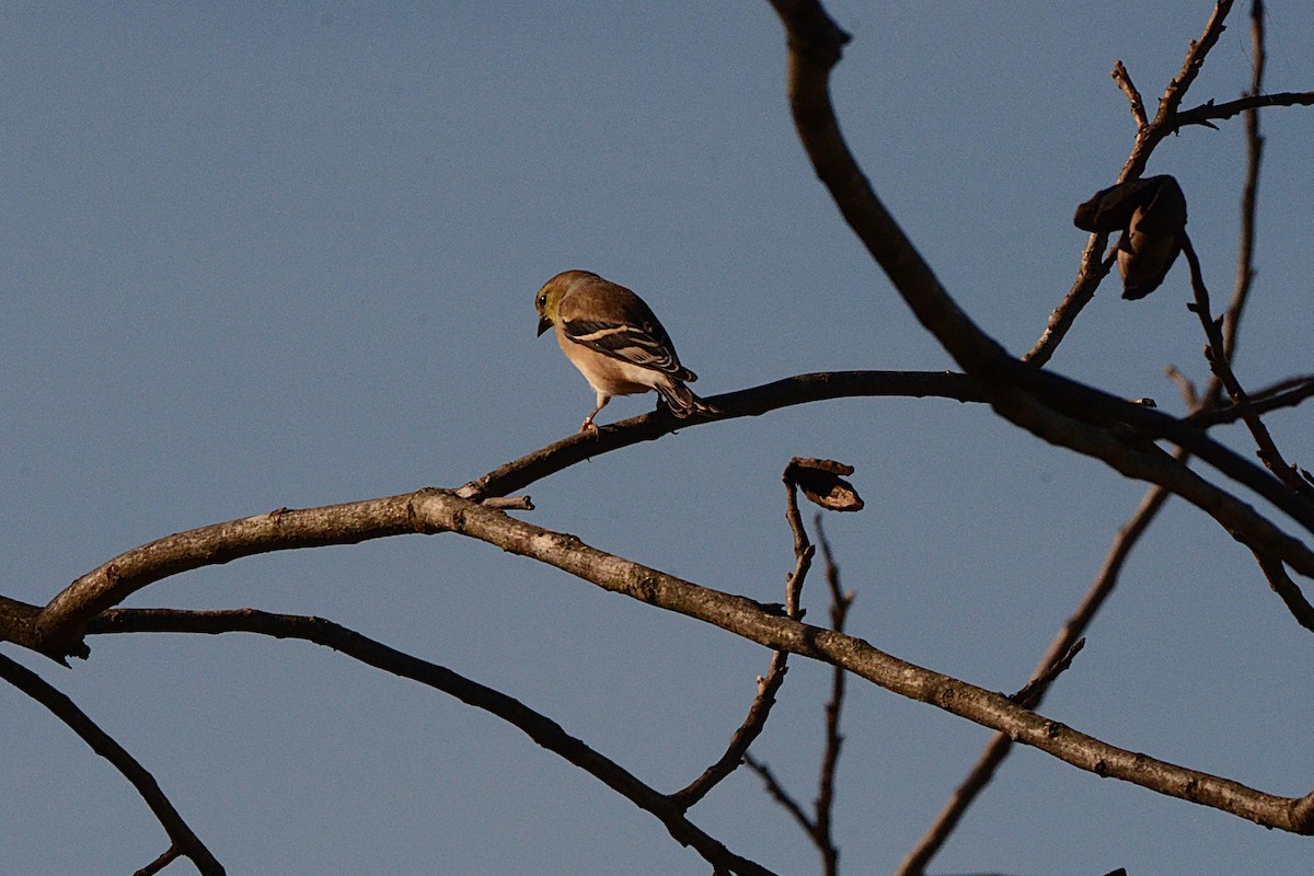 Altın İskete - ML646612378