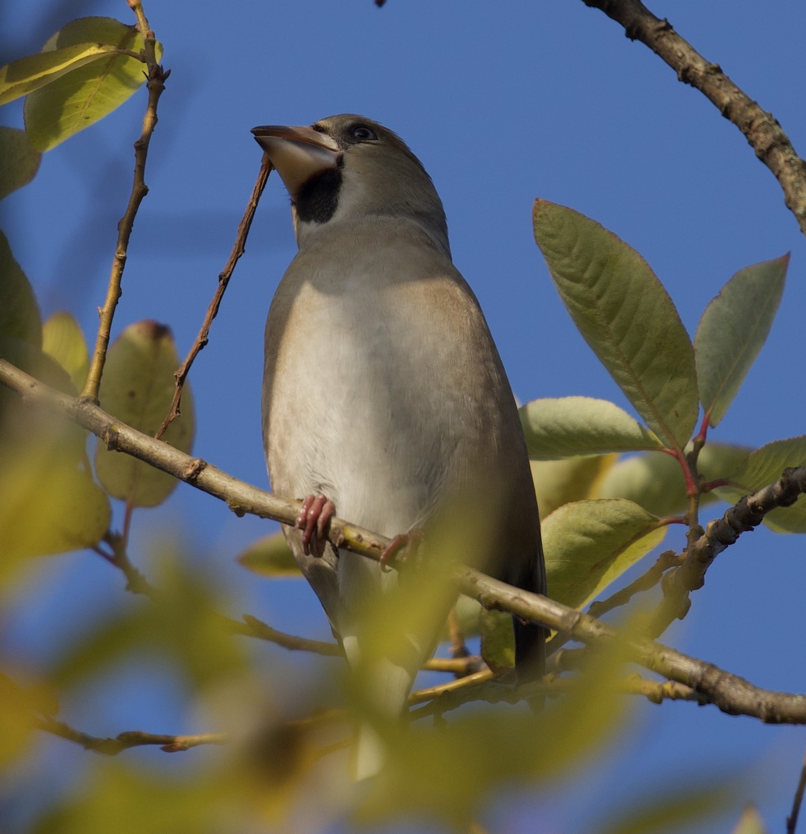 Hawfinch - ML646612379
