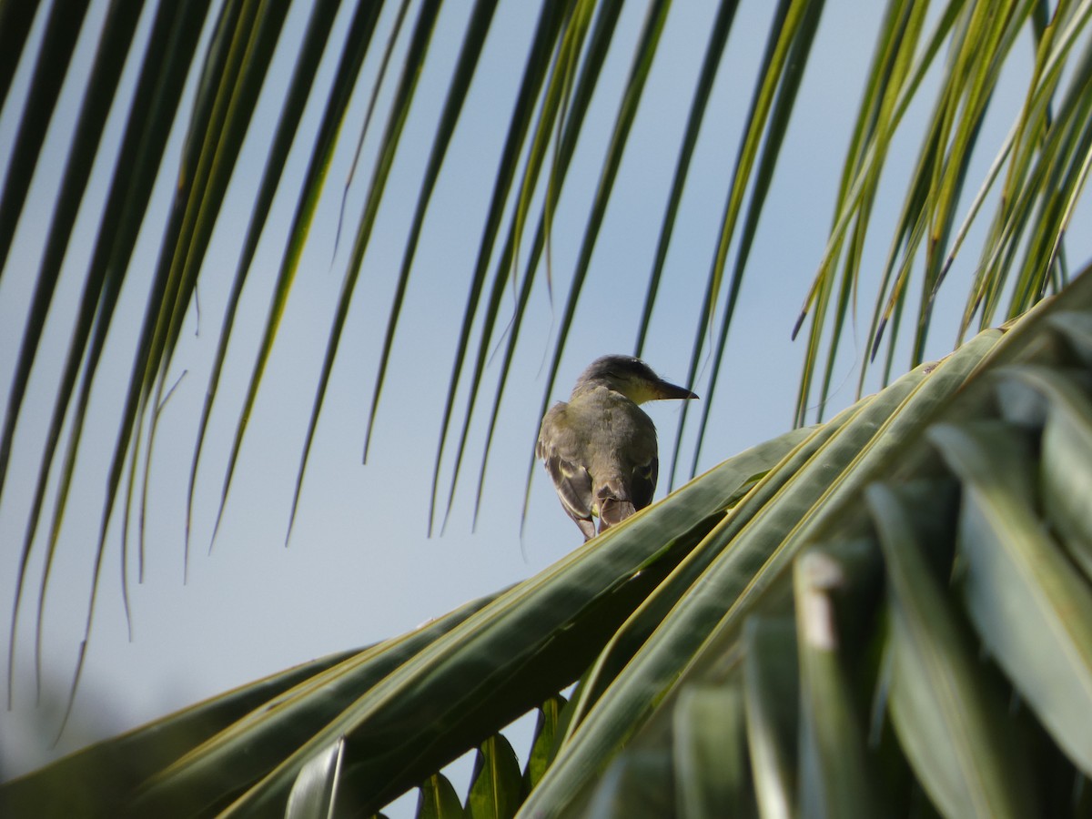 Tropical Kingbird - ML646612380