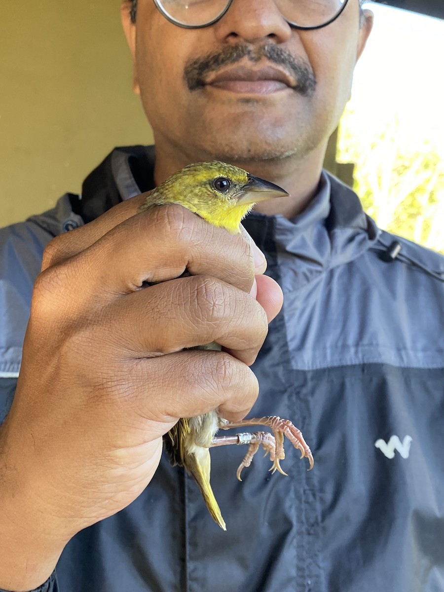 Southern Boubou - ML646612387