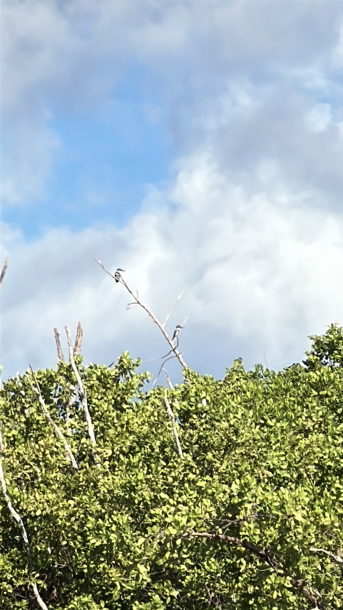 Belted Kingfisher - ML646612388