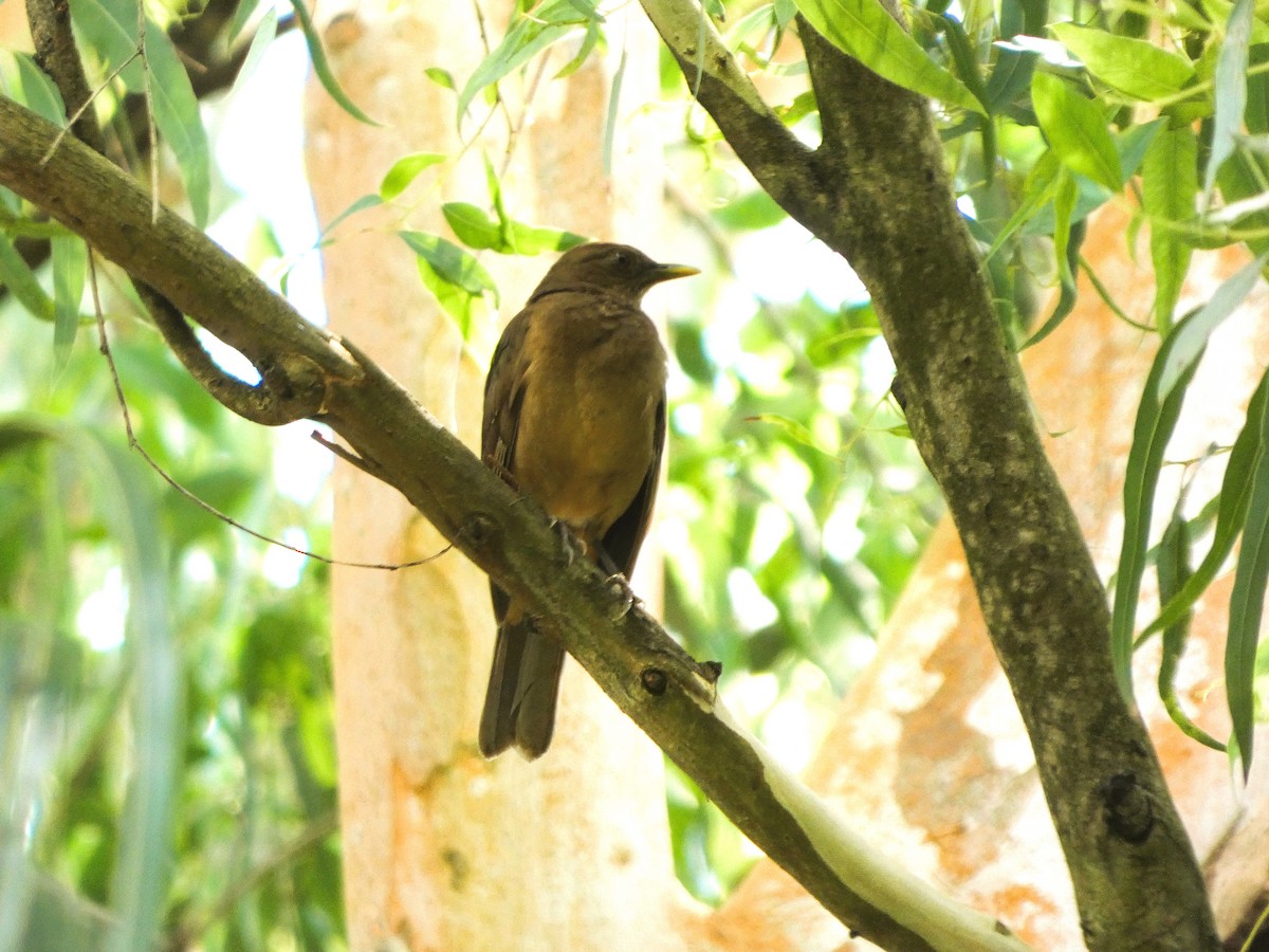 Clay-colored Thrush - ML646612390