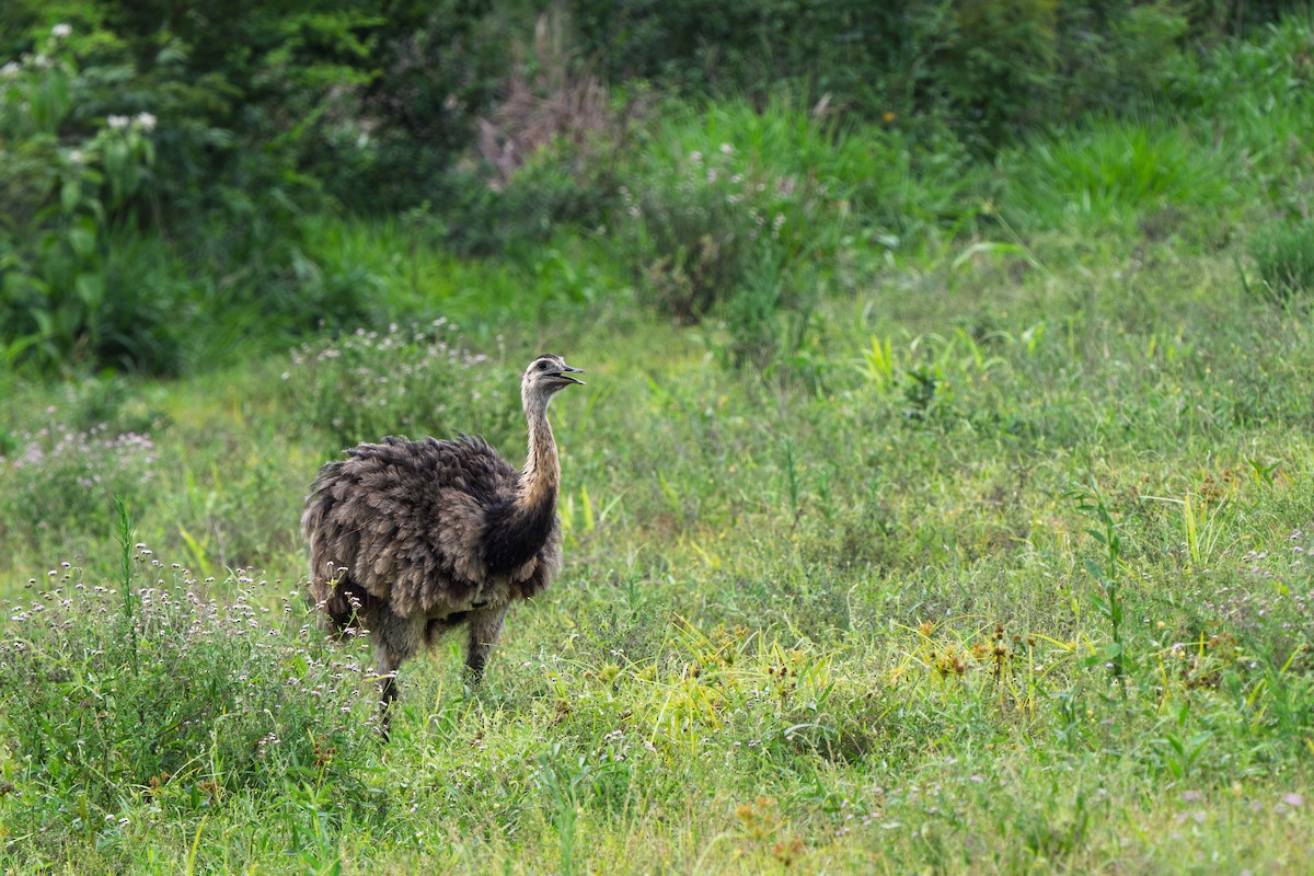 nandu pampový - ML646612393