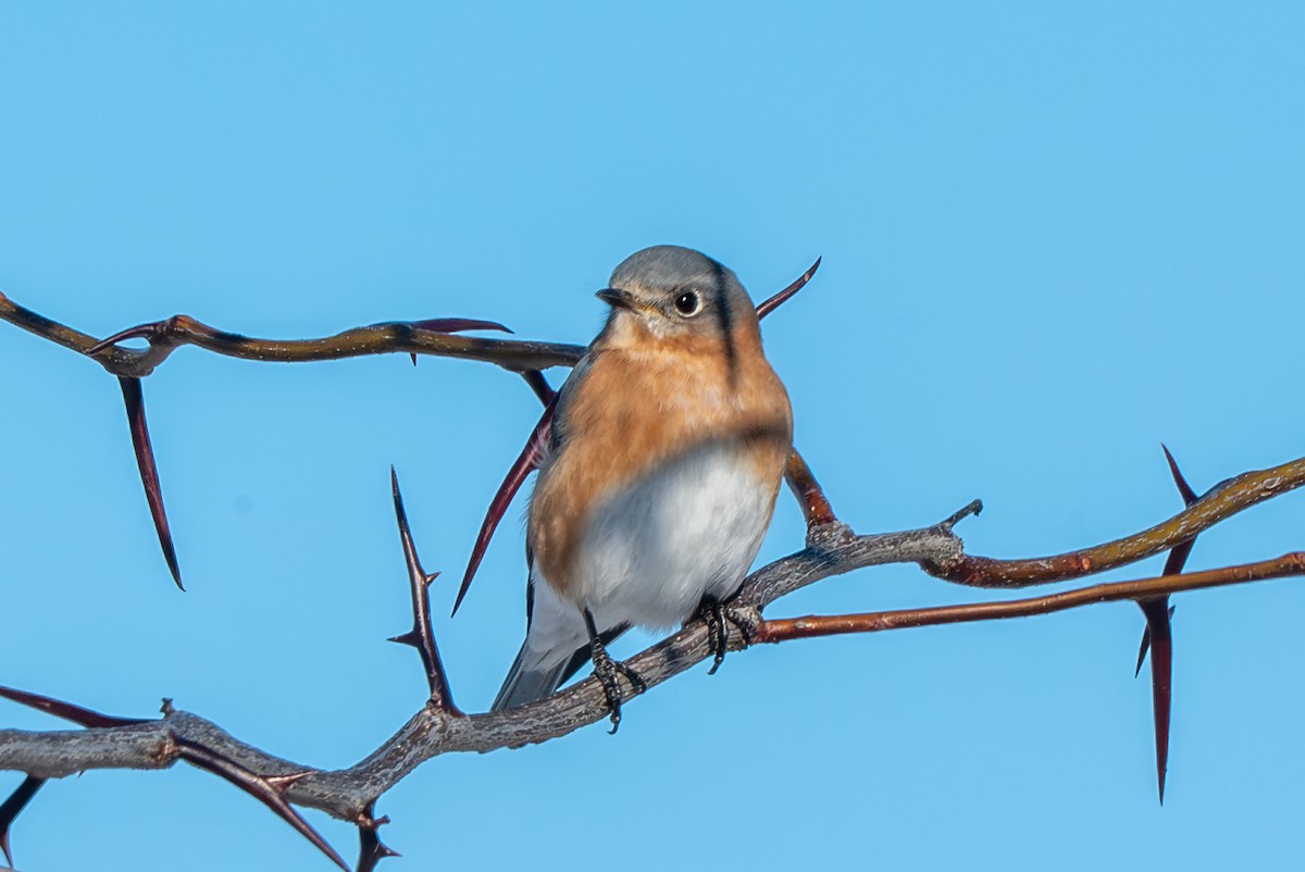 Блакитник східний - ML646612394